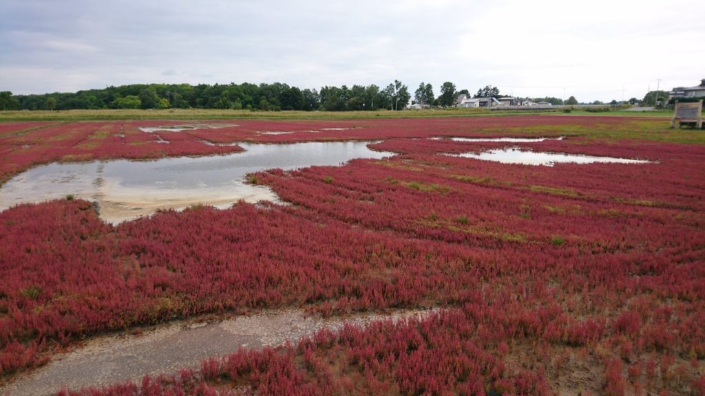 秋の道東ドライブデート旅行記!①女満別空港~能取湖~知床第一ホテル